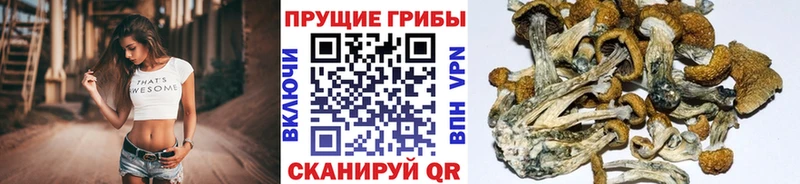 Купить  Коммунар  Галлюциногенные грибы мицелий 